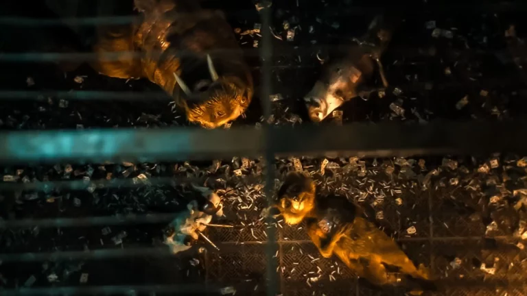 Guardians Of The Galaxy 3 Lylla and other caged animals scene