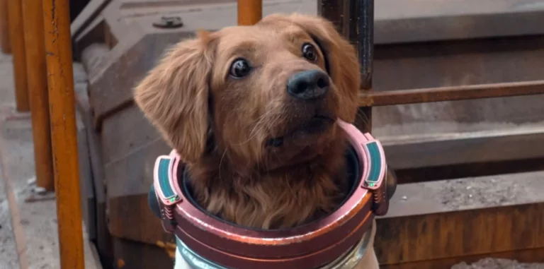 Why filming GOTG Vol. 3 with Cosmo’s Canine actor was so difficult